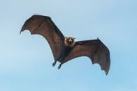 新型コロナウイルスはコウモリ由来？　だとしても、悪いのは中国人の「ゲテモノ食い」ではない