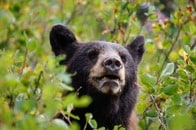 【クイズ】本州で唯一「クマが生息していない県」はどこ？【2025年の話題クイズ5選】