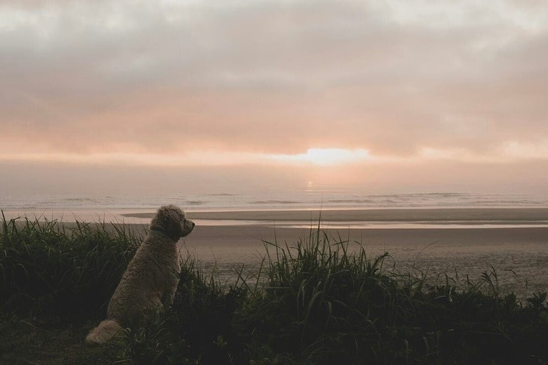 タグがすべてを物語っていた...ビーチの「ひとり犬」の飼い主は？（写真はイメージです）　Nikolas Noonan-Unsplash