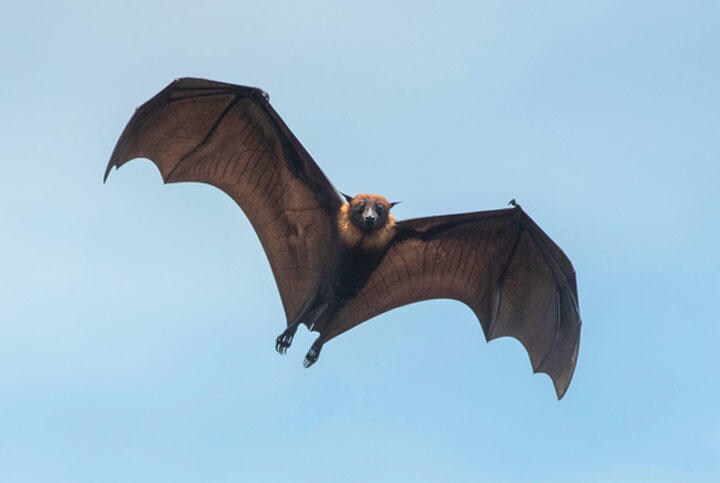 ミクロネシアではコウモリは日常食だ　BirdHunter591/iStock