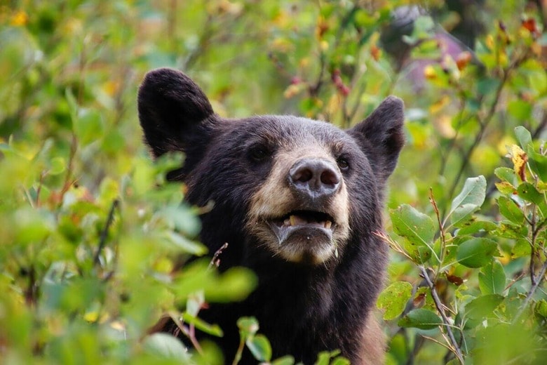 植物の間から顔を出すクロクマ  Alla Kemelmakher-Unsplash