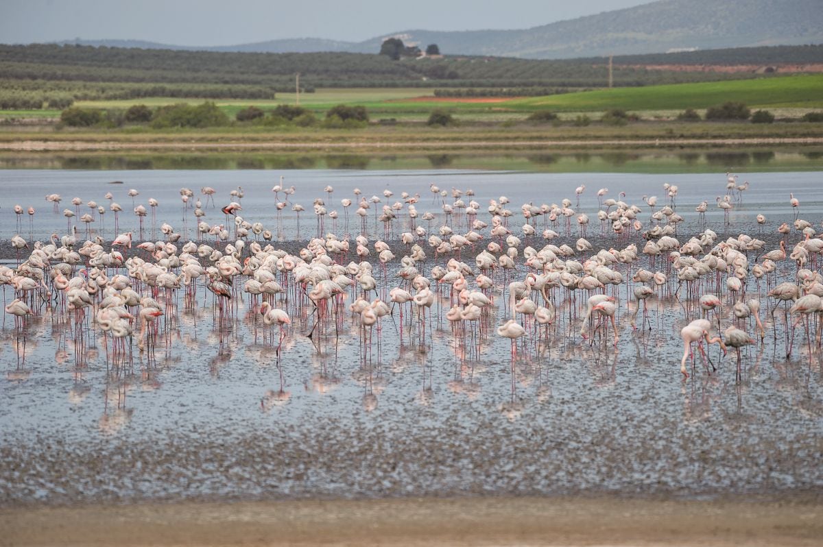 野鳥が学んだ「知恵」が、逆に野鳥の命を脅かす結果に…進行する「皮肉な汚染」の実態

人類との付き合いの中でヨーロッパの野鳥たちが身につけた「賢いエサ取り」の方法が、貴重な自然を汚染する結果を招いている