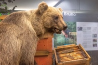 日本の「クマ問題」、ドイツの「問題クマ」比較...だから日本では解決が遠い