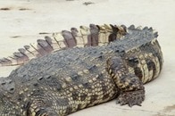 【画像】頭部が欠損...首を切り落とされたワニの痛々しい死骸