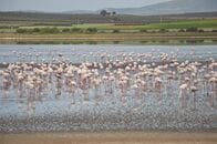 野鳥が学んだ「知恵」が、逆に野鳥の命を脅かす結果に…進行する「皮肉な汚染」の実態