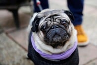 関節炎にかかるスコ猫、呼吸できないパグ......英国獣医師たちからのお願い