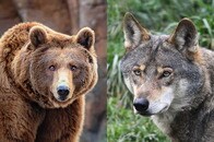 【動画】見事な連携！ ヘラジカの母子に襲い掛かるヒグマとオオカミ