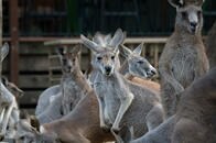 【映像】バンに乗ってハリコフの動物園を後にするカンガルーたち