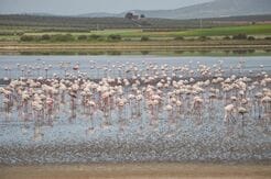 野鳥が学んだ「知恵」が、逆に野鳥の命を脅かす結果に…進行する「皮肉な汚染」の実態