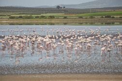 野鳥が学んだ「知恵」が、逆に野鳥の命を脅かす結果に…進行する「皮肉な汚染」の実態