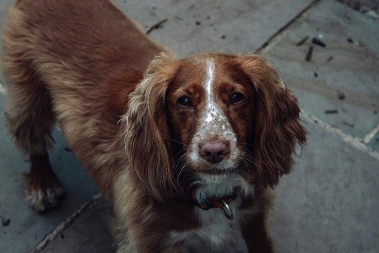 半年ぶりに再会した犬と「お気に入りのおじさん」目が合った瞬間、すべてが変わった（写真はイメージです）　Nathan McDine-Unsplash