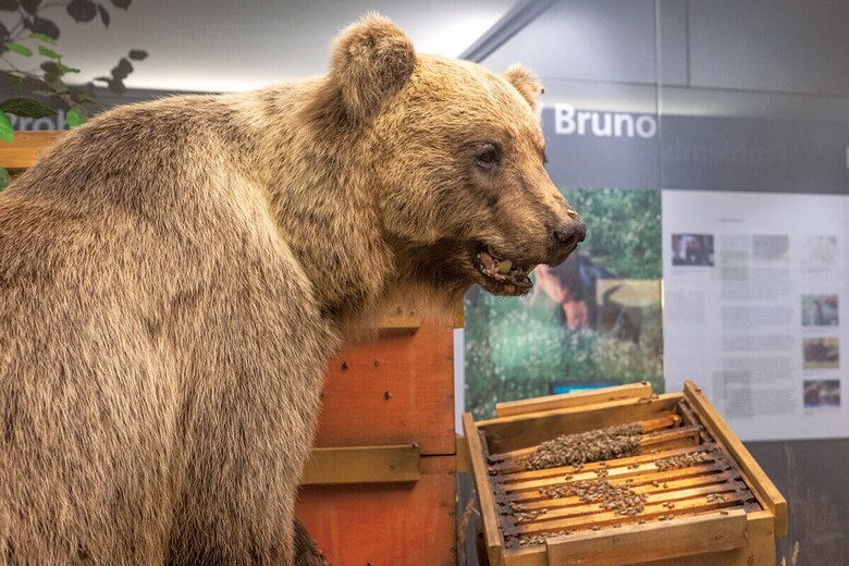 ミュンヘンの博物館に展示されているブルーノの剝製（2023年）　JACQUELINE MELCHERｰDPAｰREUTERS