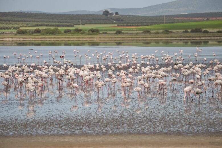スペイン最大のフラミンゴの繁殖地として知られるフエンテ・デ・ピエドラ湖　JESUS MERIDA-SOPA IMAGES-REUTERS