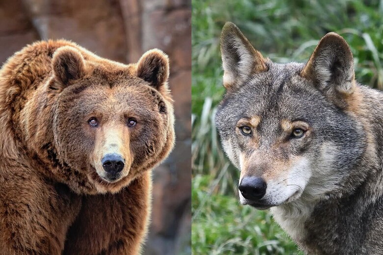 （写真はイメージです）　From Left : Perpis-Shutterstock, Alexandr Junek Imaging-Shutterstock