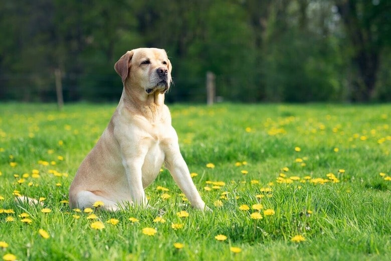 「やっと会えたね」高齢ラブラドールが飼い主に全力で駆け寄る姿に反響　（写真はイメージです）　Vincent van Zalinge-Unsplash