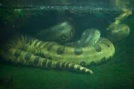 「極太アナコンダに漁師が襲われている！」訳ではない