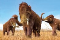 「マンモスの毛」を持つマウスを見よ！絶滅種復活は現実になるか？