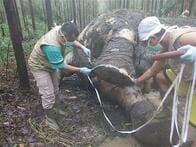 頭と鼻を切られた牙なしスマトラゾウ　絶滅危惧種の密猟に警察も関与？