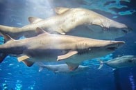 【動画】閲覧注意：50匹ものサメがクジラの死骸をむさぼり食う...衝撃の光景