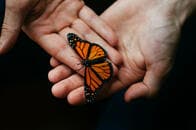 世界の昆虫の40％以上が絶滅のおそれ　生態系に与える影響は壊滅的
