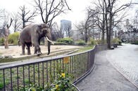 ロックダウンで困窮のドイツ動物園、一部の動物を殺処分し、餌にする可能性......