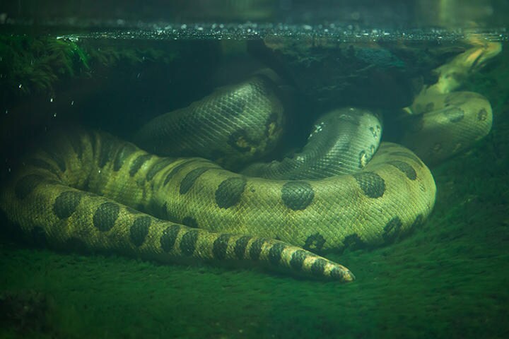 （写真はイメージです）　wrangel-iStock