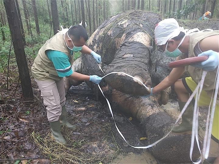 密猟の犠牲となったスマトラゾウの死因を調査する自然保護局関係者　BKSDA Riau via JakartaPost