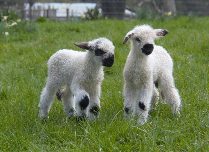 「世界一かわいい羊」と話題のヴァレー・ブラックノーズの子供　Valais Blacknose breeders New Zealand Inc