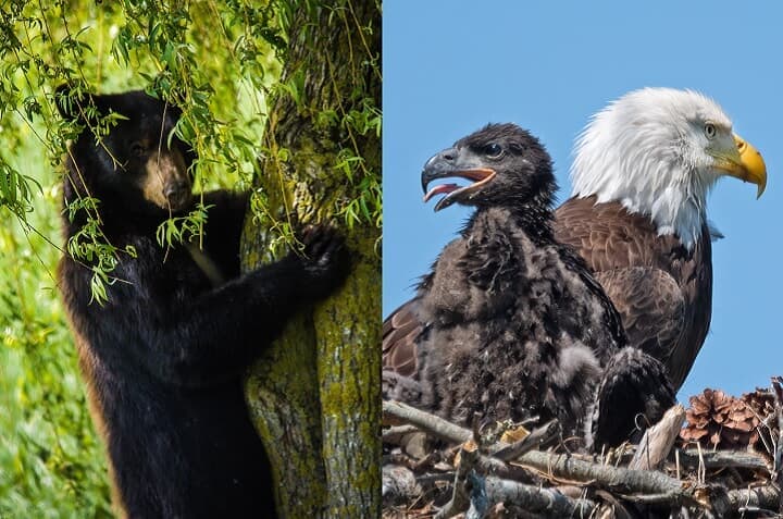 （写真はイメージです）　BEAR:ChristinaPrinn-iStock, EAGLE:BrianEKushner-iStock