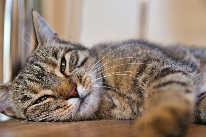 甘えん坊猫は可愛いけれど...（写真はイメージです）　Martin Krchnacek-Unsplash
