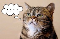 飼い主の声のみに反応するという研究結果──猫語を理解できる日も近い？