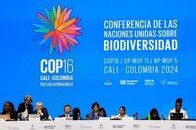 自然保護に向けた資金確保巡る協議が難航...生物多様性COP16