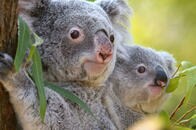 オーストラリア森林火災、動物の犠牲は5億匹