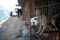 オランダのスケート選手「犬を大切にして」に韓国ネットが猛反発