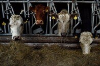 日本人が知らないEU「家畜の過密飼育」禁止法