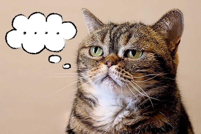 猫が関心を持つのは飼い主が自分に呼び掛ける声だけ　CHIE HIDAKA/ISTOCK