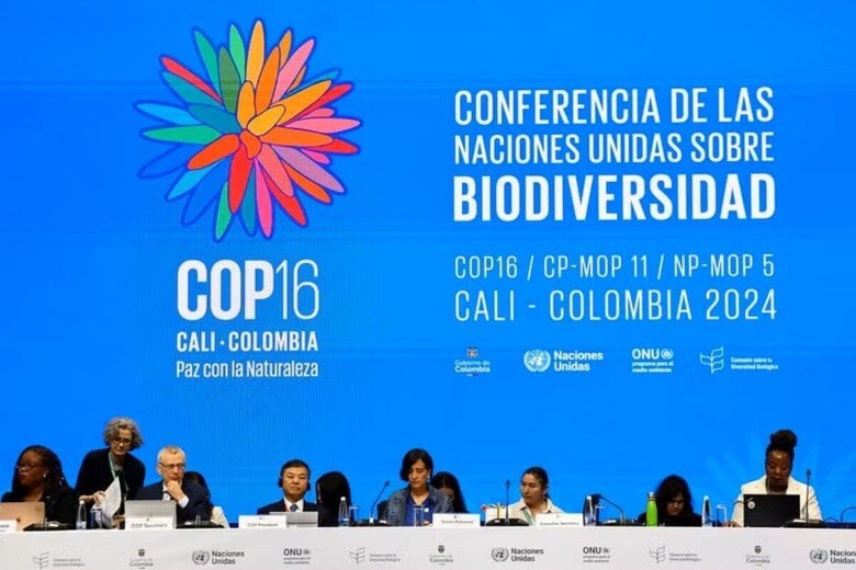 １０月２８日、コロンビアで開催中の国連生物多様性条約第１６回締約国会議（ＣＯＰ１６）は２８日、２週目に入り、自然保護に向けた資金確保などの重要な決定を巡って協議が行き詰まった。写真はコロンビアのユンボで２１日撮影（２０２４　ロイター／Luisa Gonzalez）