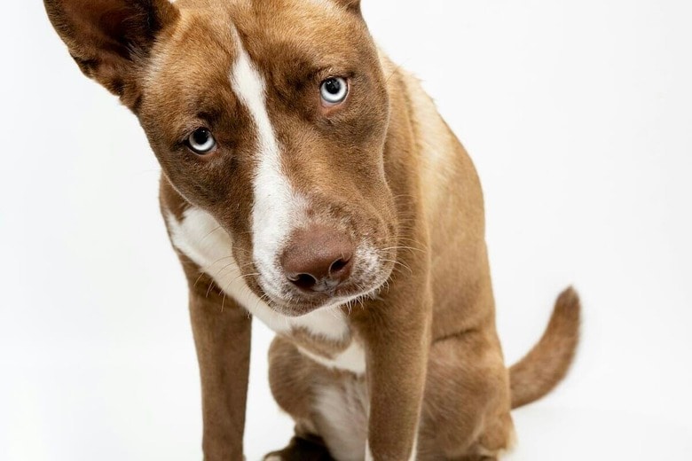 「飛んだ場所が全部違う」犬の大ジャンプ失敗がネットを爆笑の渦に巻き込む（写真はイメージです）　Susie Burleson-Unsplash