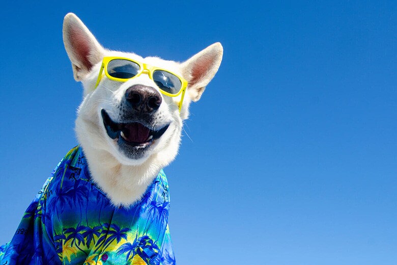 （写真はイメージです）　Happy Pets Photography-Shutterstock