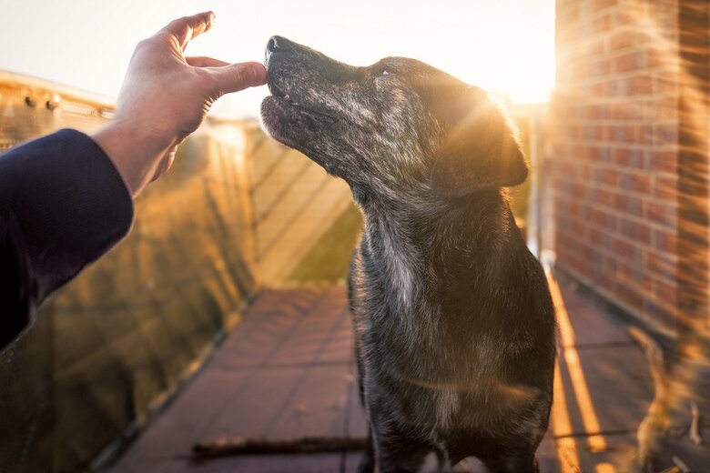 1日1錠で愛犬の若さを保てる日がもうすぐ来るかもしれない　MANUSHOT/SHUTTERSTOCK