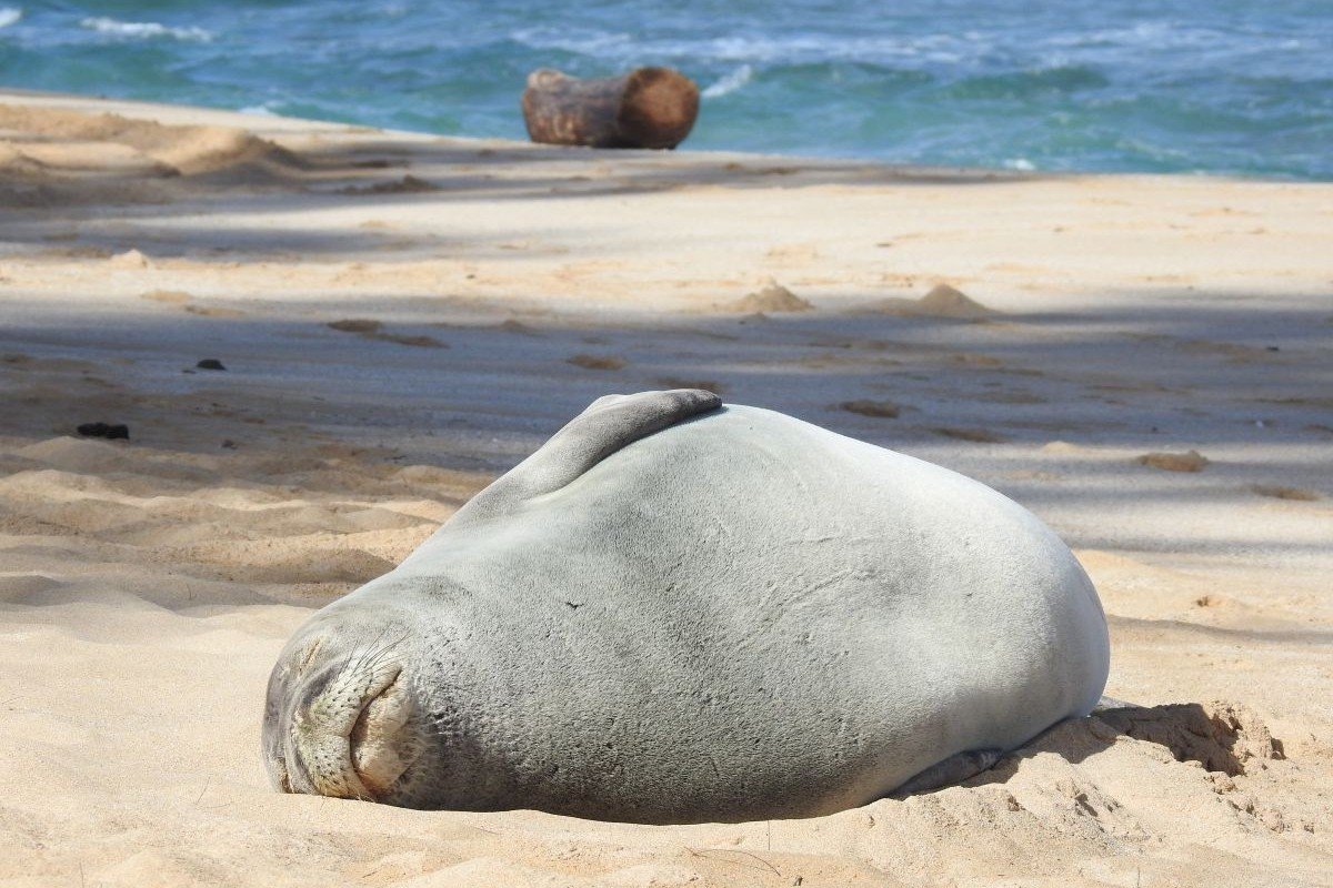 ハワイで絶滅危惧種のアザラシに投石…逮捕された観光客の素性とは | ニューズウィーク日本版