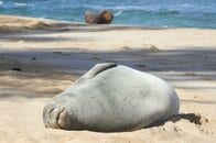 ハワイで絶滅危惧種のアザラシに投石…逮捕された観光客の素性とは