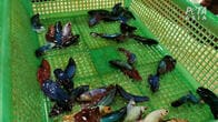 熱帯魚ベタの「虐待映像」を公開、動物愛護団体がボイコット呼び掛ける
