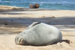 ハワイで絶滅危惧種のアザラシに投石…逮捕された観光客の素性とは