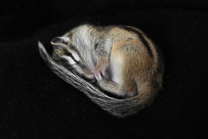 冬眠のメカニズムはまだ解明されていないが ...... SashaFoxWalters -iStock