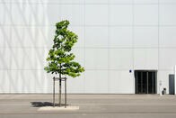 「街路樹や庭木でも暑さ対策への効果が期待できる」との研究結果