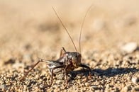 【動画】無数のキリギリスが住宅を完全包囲...状況は日々悪化...衝撃映像に仰天