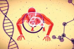 筋肉量を増やすネアンデルタール人の遺伝子、筋トレの助けになり得る？　専門家の見解は