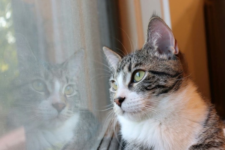 猫が飼い主を忘れてしまうことはある？（写真はイメージです）　Amelia Fujii-Unsplash