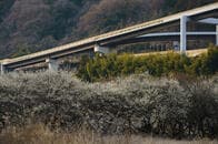 マスクの季節、電柱の林を超えて梅と高速道路の里・高尾へ